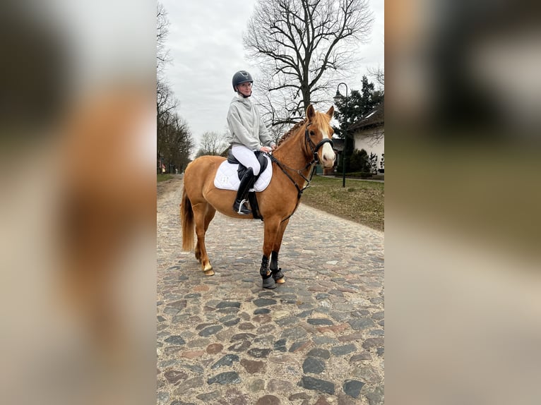 German Riding Pony Mix Mare 6 years 14.1 hh Chestnut-Red in Löwenberger Land