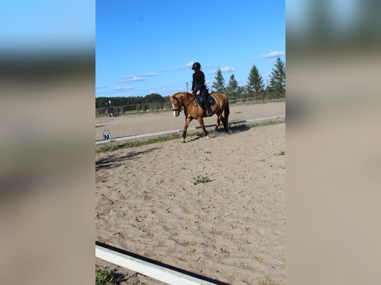 German Riding Pony Mix Mare 6 years 14.1 hh Chestnut-Red in Löwenberger Land
