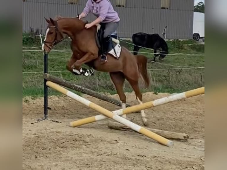 German Riding Pony Mare 6 years 14,1 hh Chestnut-Red in Grevenbroich