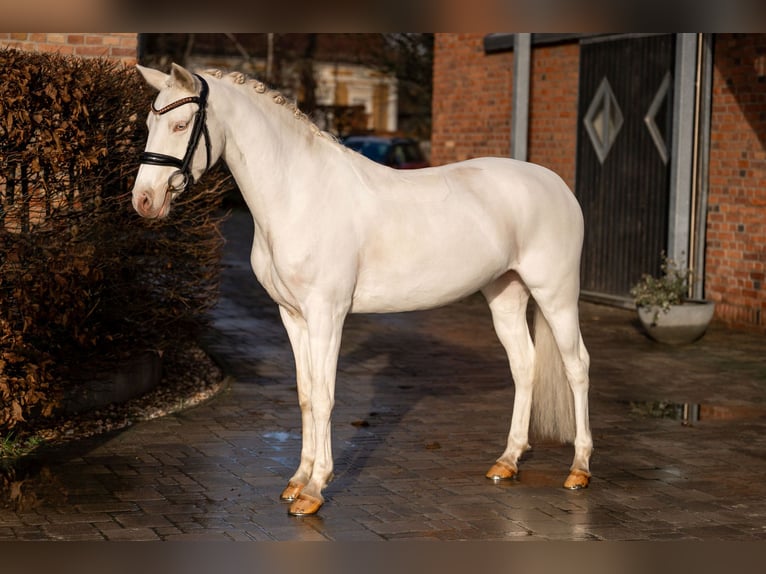 German Riding Pony Mare 6 years 14,1 hh Cremello in Berlin