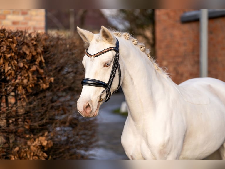 German Riding Pony Mare 6 years 14,1 hh Cremello in Berlin