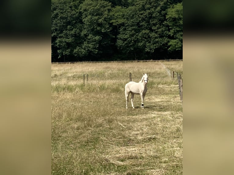 German Riding Pony Mare 6 years 14,1 hh Cremello in Leverkusen