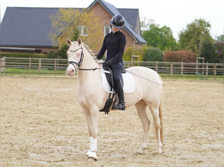 German Riding Pony Mare 6 years 14.1 hh Cremello in Hamminkeln