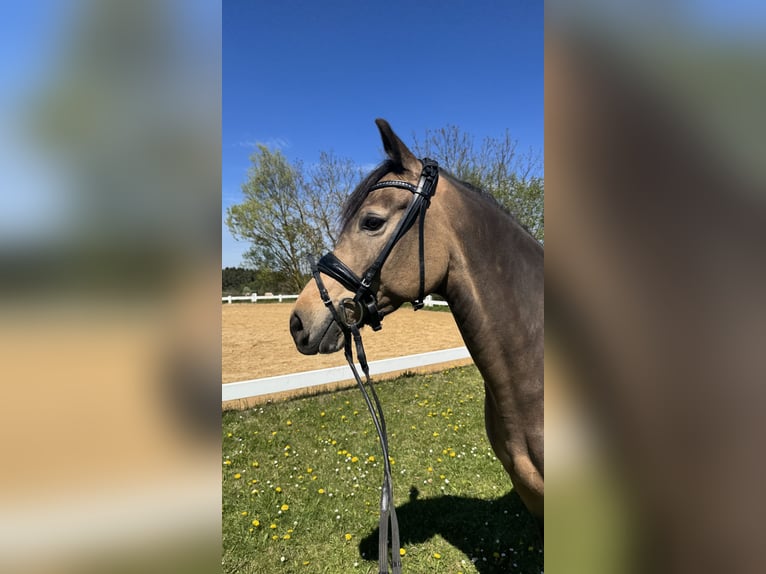 German Riding Pony Mare 6 years 14.1 hh Dun in Alfeld