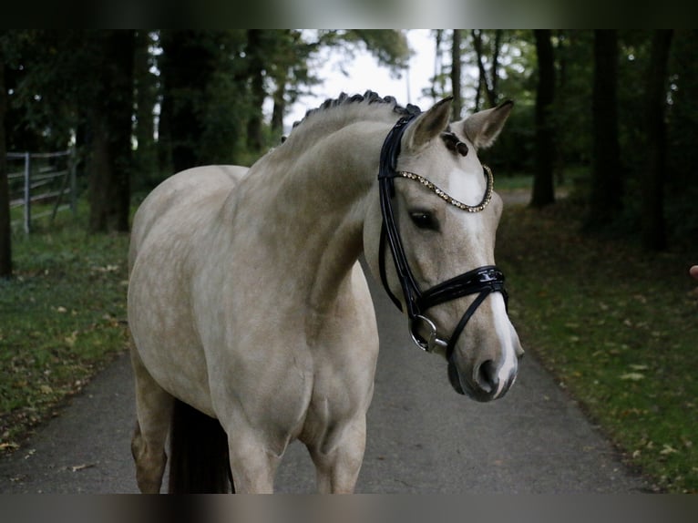 German Riding Pony Mare 6 years 14,1 hh Dun in Recke, bei Osnabrück