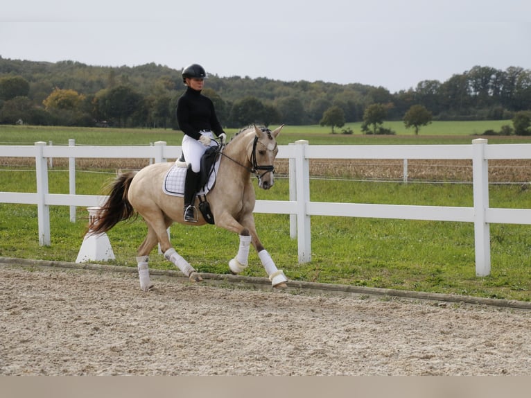 German Riding Pony Mare 6 years 14,1 hh Dun in Recke, bei Osnabrück