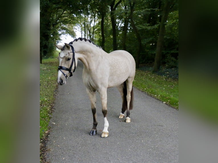 German Riding Pony Mare 6 years 14,1 hh Dun in Recke, bei Osnabrück