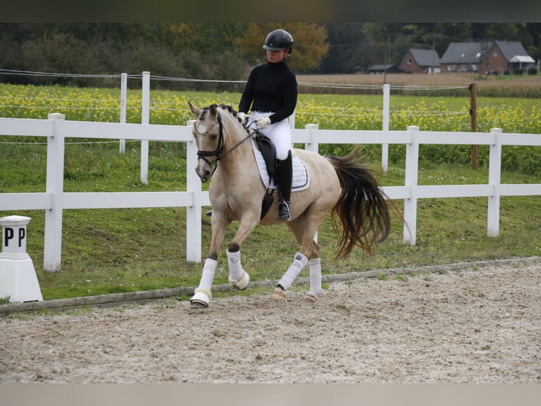 German Riding Pony Mare 6 years 14,1 hh Dun in Recke, bei Osnabrück