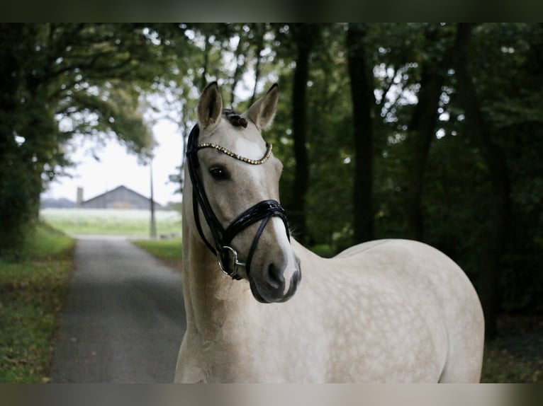 German Riding Pony Mare 6 years 14,1 hh Dun in Recke, bei Osnabrück