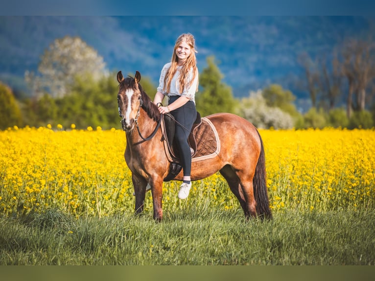 German Riding Pony Mare 6 years 14.1 hh Dun in Feldkirch