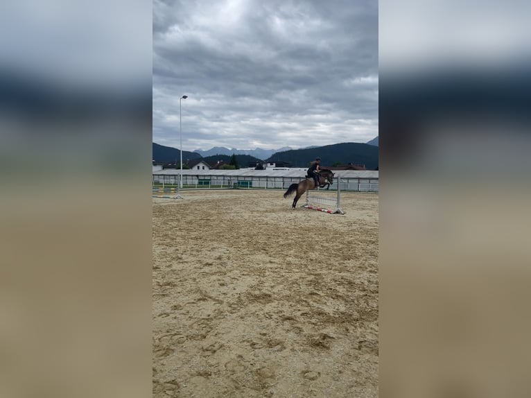 German Riding Pony Mare 6 years 14.1 hh Dun in Feldkirch