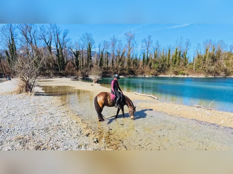 German Riding Pony Mare 6 years 14.1 hh Dun in Feldkirch