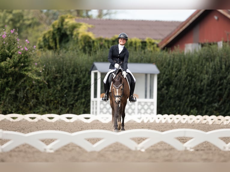 German Riding Pony Mare 6 years 14.1 hh Dun in Feldkirch