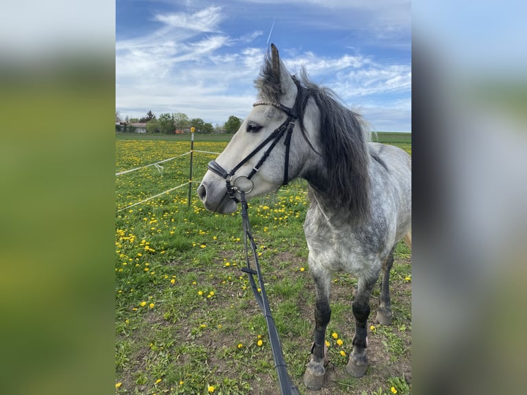 German Riding Pony Mix Mare 6 years 14,1 hh Gray-Dapple in Dachwig
