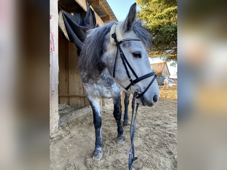 German Riding Pony Mix Mare 6 years 14,1 hh Gray-Dapple in Dachwig
