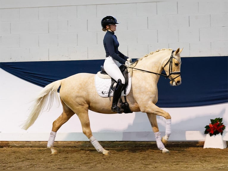 German Riding Pony Mare 6 years 14,1 hh Palomino in Marsberg