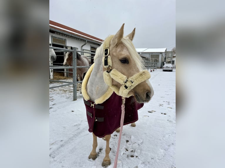 German Riding Pony Mare 6 years 14,1 hh Palomino in Ludwigsburg