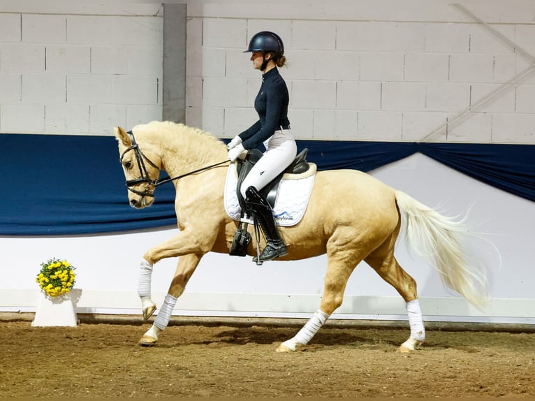 German Riding Pony Mare 6 years 14,1 hh Palomino in Marsberg