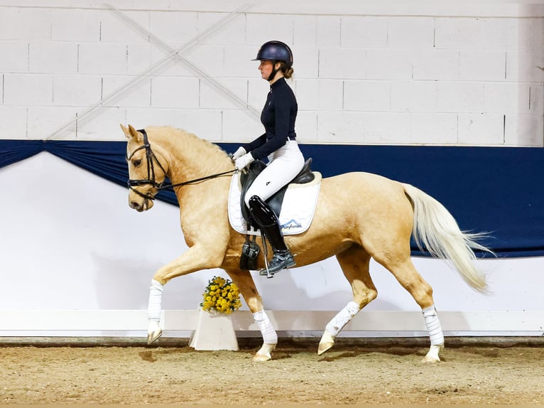 German Riding Pony Mare 6 years 14,1 hh Palomino in Marsberg