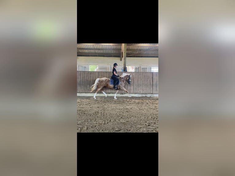 German Riding Pony Mare 6 years 14.1 hh Palomino in Schmallenberg