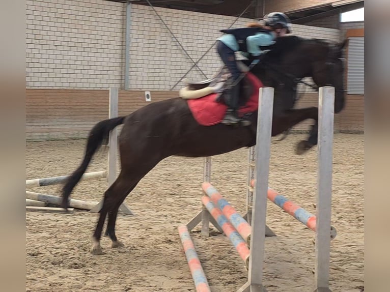 German Riding Pony Mare 6 years 14.2 hh Black in Bornheim