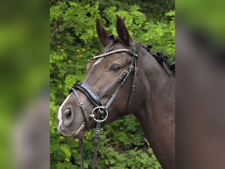 German Riding Pony Mare 6 years 14.2 hh Black in Winsen (Aller)