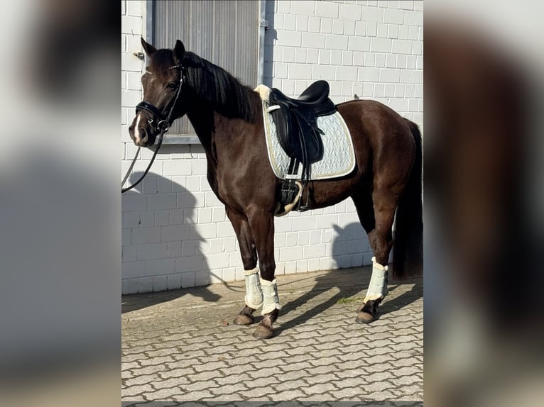 German Riding Pony Mare 6 years 14.2 hh Black in Winsen (Aller)