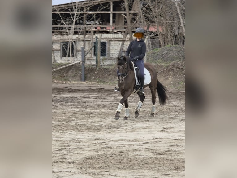 German Riding Pony Mare 6 years 14.2 hh Black in Winsen (Aller)