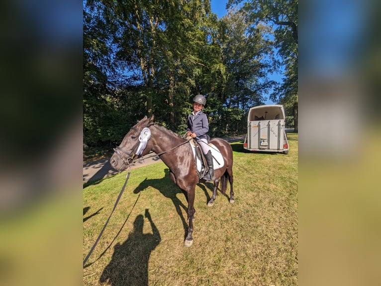 German Riding Pony Mix Mare 6 years 14,2 hh Black in Ganderkesee