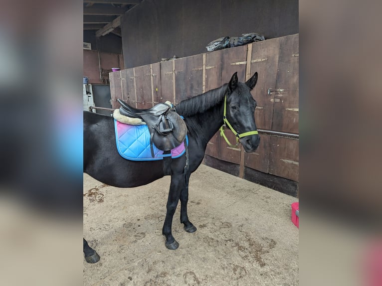 German Riding Pony Mix Mare 6 years 14,2 hh Black in Ganderkesee