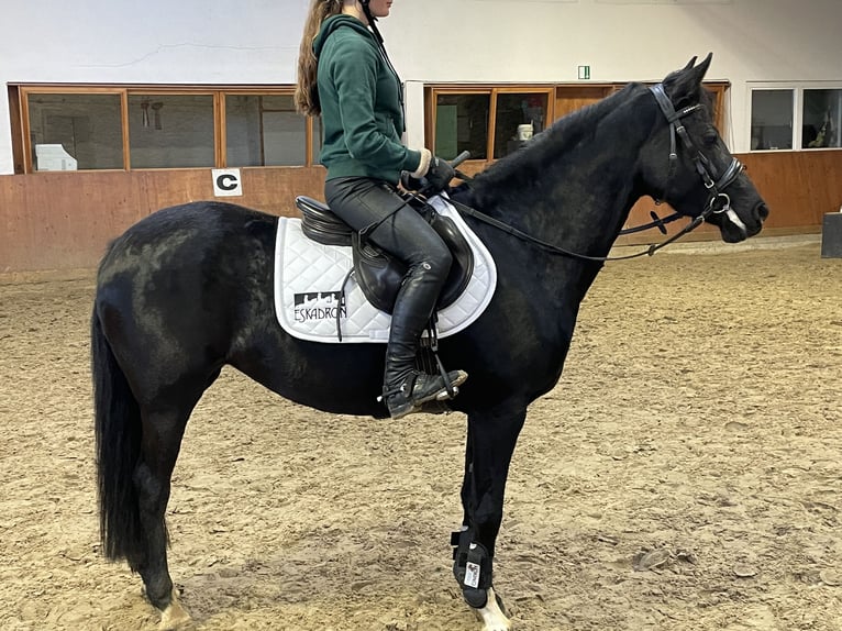 German Riding Pony Mare 6 years 14,2 hh Black in Wipperfürth