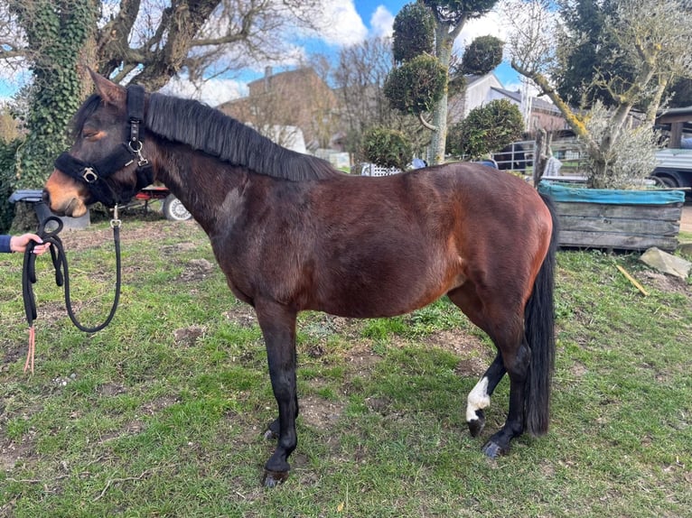 German Riding Pony Mare 6 years 14.2 hh Brown in Kalenborn
