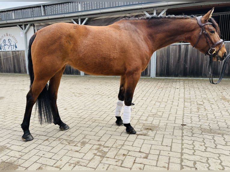 German Riding Pony Mare 6 years 14.2 hh Brown in Sottrum