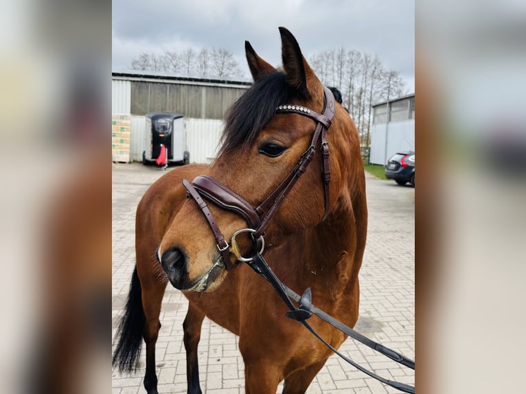 German Riding Pony Mare 6 years 14.2 hh Brown in Sottrum