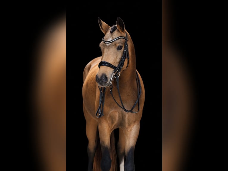 German Riding Pony Mare 6 years 14.2 hh Buckskin in Rostock