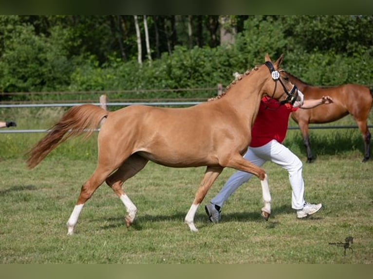 German Riding Pony Mare 6 years 14,2 hh Chestnut-Red in Dunum