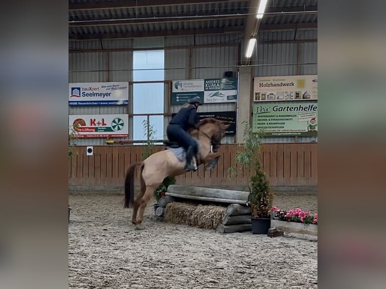 German Riding Pony Mare 6 years 14.2 hh Chestnut-Red in Lastrup