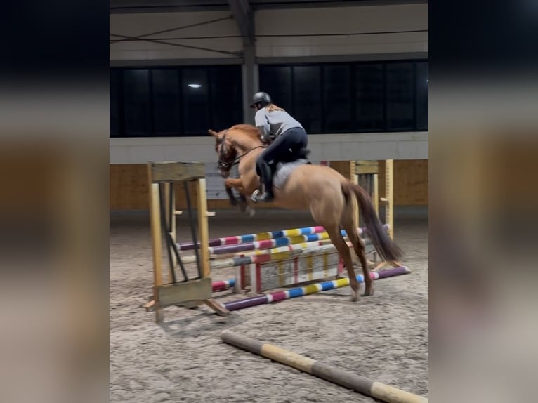 German Riding Pony Mare 6 years 14.2 hh Chestnut-Red in Lastrup