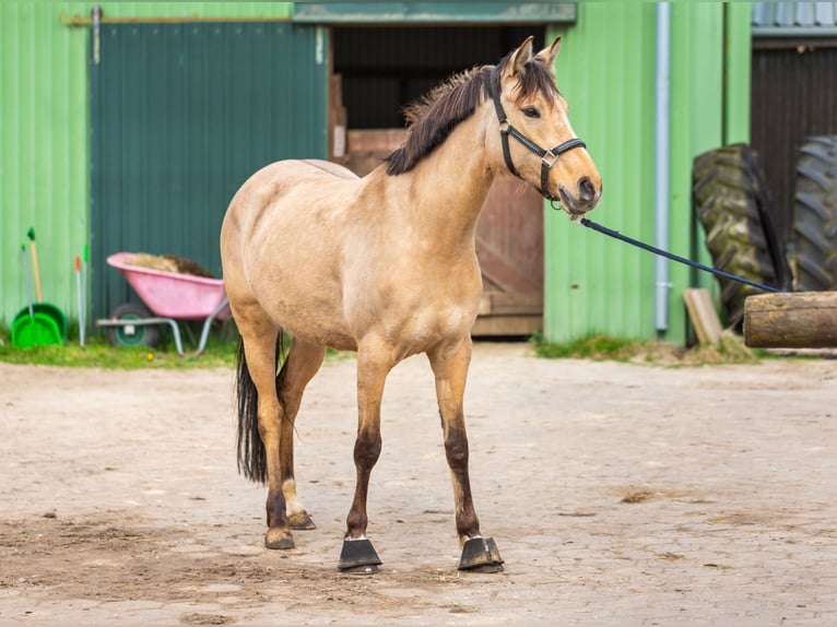 German Riding Pony Mare 6 years 14.2 hh Dun in Hartenholm