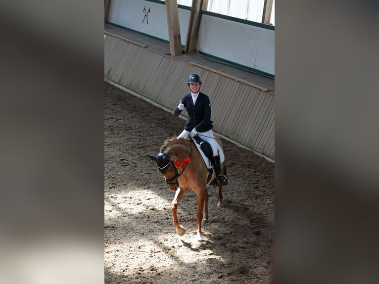 German Riding Pony Mare 6 years 14.2 hh Dun in Stuhr