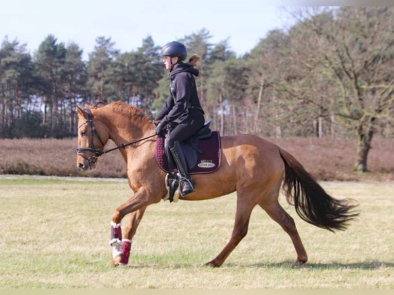 German Riding Pony Mare 6 years 14.2 hh Dun in Stuhr