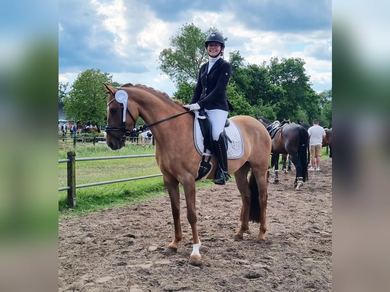 German Riding Pony Mare 6 years 14.2 hh Dun in Stuhr