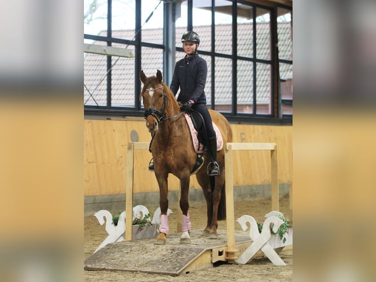 German Riding Pony Mare 6 years 14.2 hh Dun in Stuhr