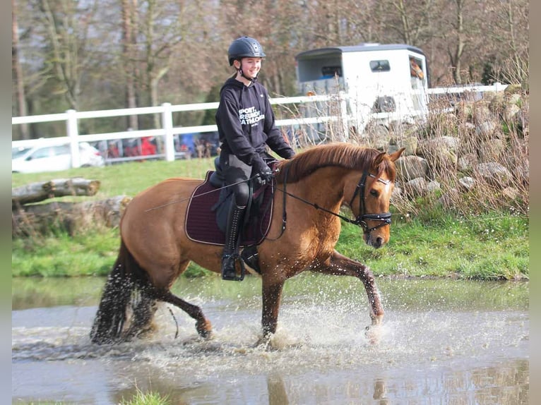 German Riding Pony Mare 6 years 14.2 hh Dun in Stuhr