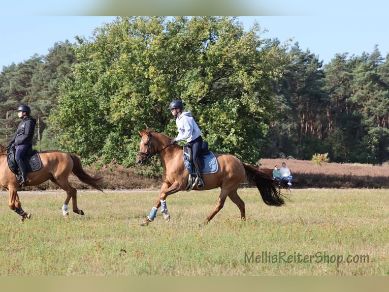 German Riding Pony Mare 6 years 14.2 hh Dun in Stuhr
