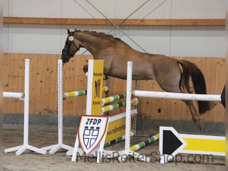 German Riding Pony Mare 6 years 14.2 hh Dun in Stuhr