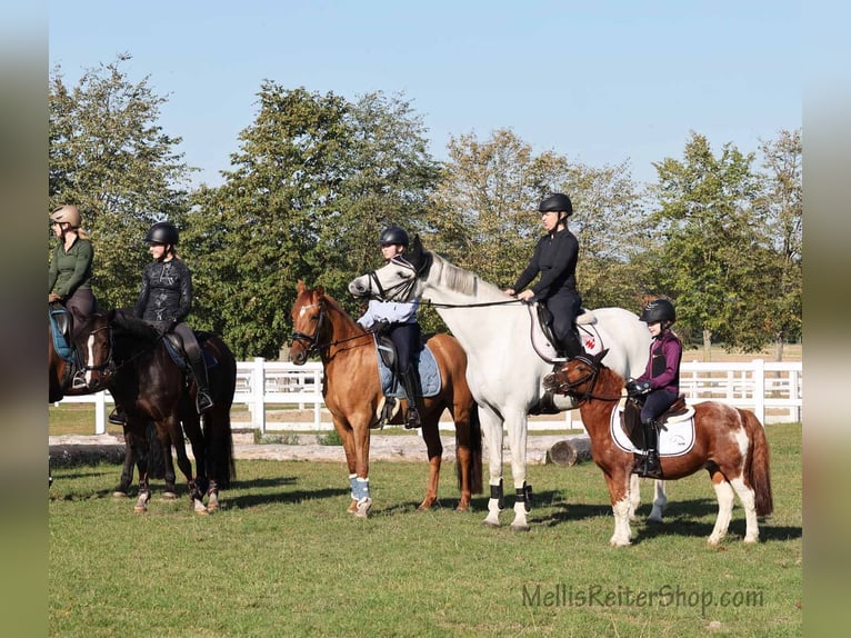 German Riding Pony Mare 6 years 14.2 hh Dun in Stuhr