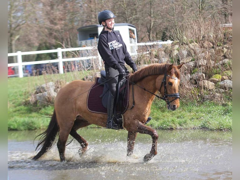 German Riding Pony Mare 6 years 14.2 hh Dun in Stuhr