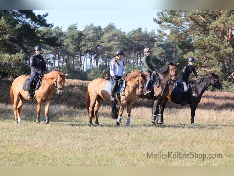 German Riding Pony Mare 6 years 14.2 hh Dun in Stuhr