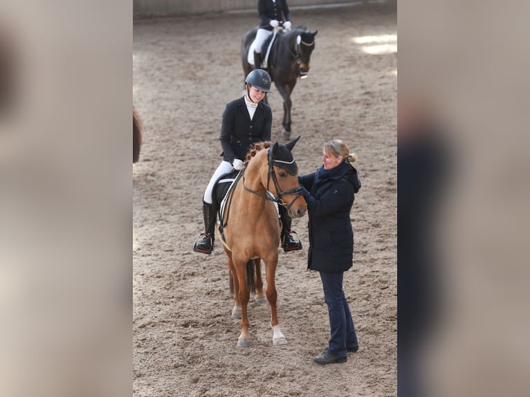 German Riding Pony Mare 6 years 14.2 hh Dun in Stuhr